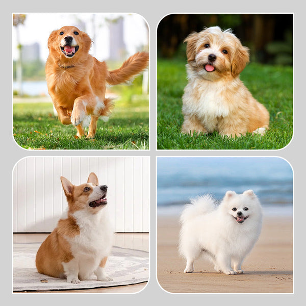 【🐶 Επιλογή χαριτωμένων κατοικίδιων】🎉 8 ζευγάρια αντιολισθητικές αδιάβροχες κάλτσες για σκύλους